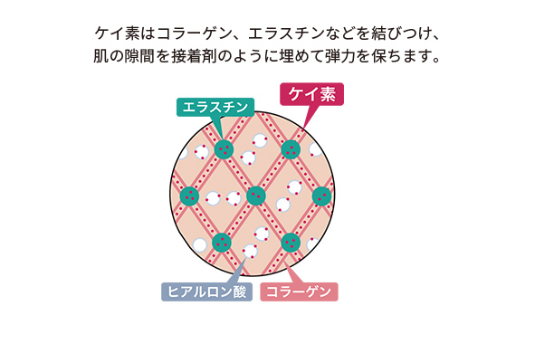 シリカ（ケイ素）高配合