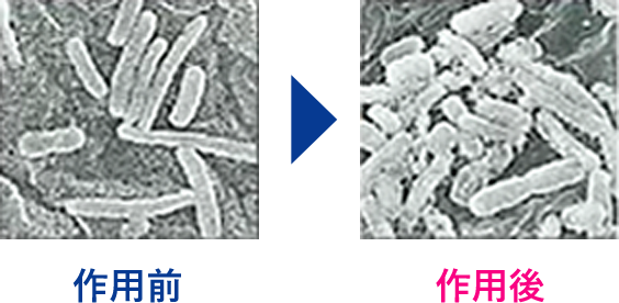 次亜塩素酸水による大腸菌の殺菌(電子顕微鏡像)
