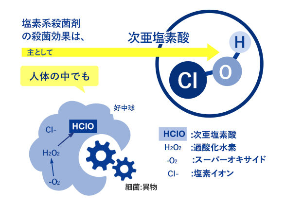 アクアサニターは純粋な次亜塩素酸（HCIO）